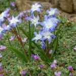 Scilla sardense — Chiniodoxa sardense scilla