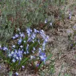 Scilla sardense — photo 3