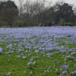 Scilla sardense — photo 4