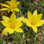 Ipheion dialystemon