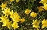 Ipheion dialystemon — photo 2