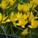 Ipheion dialystemon — photo 3