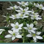 Ornithogalum umbellatum /100