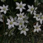 Ornithogalum umbellatum /100 — photo 2