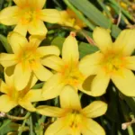 Moraea ochroleuca (jaune) /50