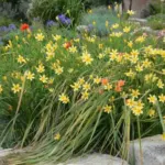 Moraea ochroleuca (jaune) /50 — hoimeria