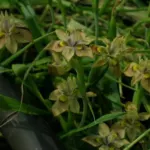 Moraea vegeta /100 — photo 3