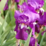 Iris germanica espèce type pourpre-bleu /100