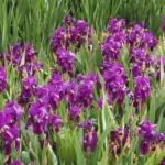 Iris germanica espèce type pourpre-bleu /100 — Iris germanica espèce type