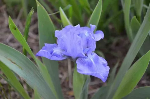 Iris pumila