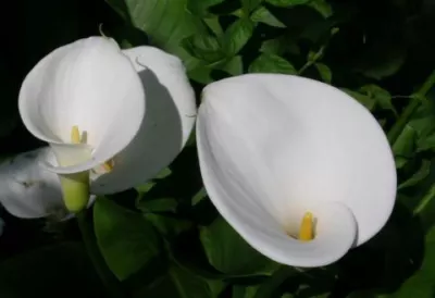 Zantedeschia aethiopica /100