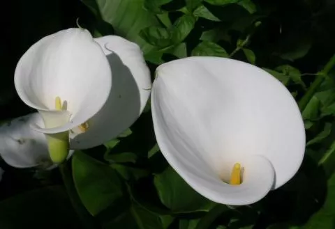 Zantedeschia aethiopica /100