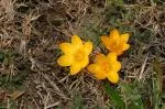 Crocus ancyrense /100