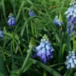 Muscari azureum/100