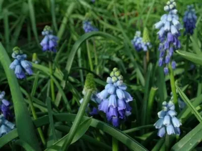 Muscari azureum/100