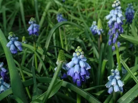 Muscari azureum/100
