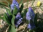 Muscari azureum/100 — photo 2