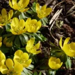 Eranthis cilicica