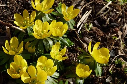 Eranthis cilicica