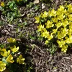 Eranthis cilicica — photo 2