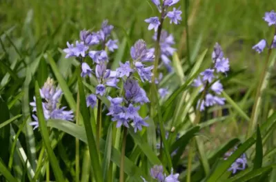Hyacinthoides massartiana × hybride naturelle