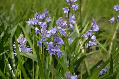 Hyacinthoides massartiana × hybride naturelle