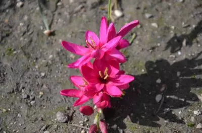 Ixia Mabel