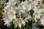 Narcissus tazetta Paperwhite /100