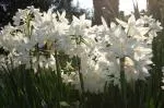 Narcissus tazetta Paperwhite /100 — photo 2