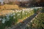 Narcissus tazetta Paperwhite /100 — photo 4