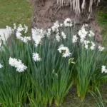 Narcissus tazetta Paperwhite /100 — photo 5