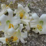 Lilium candidum /100