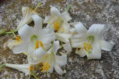 Lilium candidum /100
