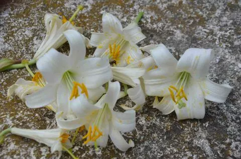 Lilium candidum /100
