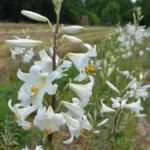 Lilium candidum /100 — photo 3