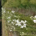 Lilium candidum /100 — photo 4