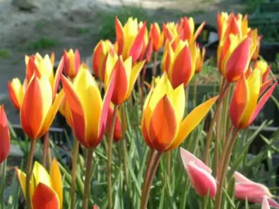 Tulipa clusiana chrysantha forme diniae/100