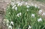 Iris germanica Florentina /100 — photo 2
