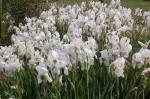 Iris germanica Florentina /100 — photo 3