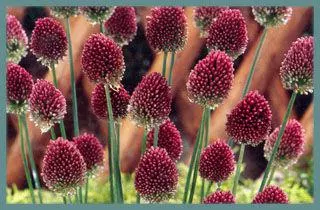 Allium sphaerocephalum /100