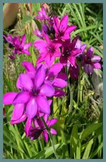 Babiana stricta /100