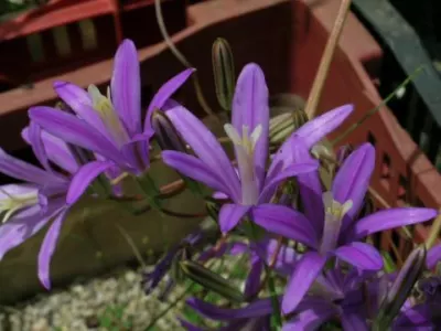 Brodiaea ( californica /100