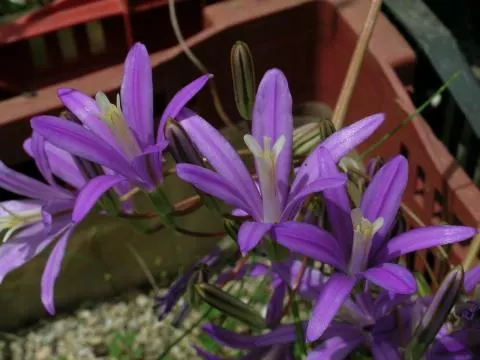 Brodiaea ( californica /100