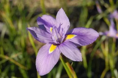 Moraea polystachya /50