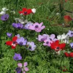 Anemone coronaria mélange/100