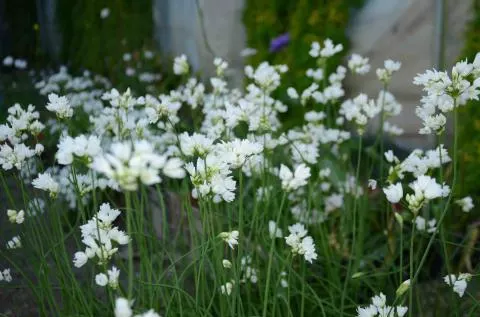 Allium zebdanense /100