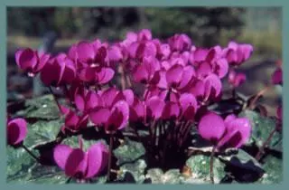 Cyclamen pseudibericum/100