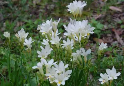Freesia alba /1000