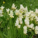 Freesia alba /1000 — photo 2
