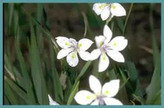 Dietes iridioides/100